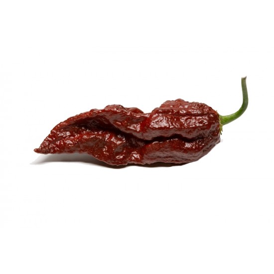 Πιπεριά 'Bhut Jolokia Choco Chill" - Έτοιμο φυτό 15 εκ. Πιπεριά 'Bhut Jolokia Choco Chill" - Έτοιμο φυτό 15 εκ.