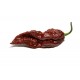 Πιπεριά 'Bhut Jolokia Choco Chill" - Έτοιμο φυτό 15 εκ. Πιπεριά 'Bhut Jolokia Choco Chill" - Έτοιμο φυτό 15 εκ.