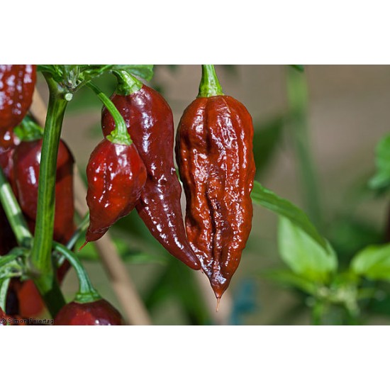 Bhut Jolokia Καυτερή Πιπεριά με Σοκολατί Χρώμα - 5 Σπόροι Bhut Jolokia Καυτερή Πιπεριά με Σοκολατί Χρώμα - 5 Σπόροι