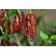Bhut Jolokia Καυτερή Πιπεριά με Σοκολατί Χρώμα - 5 Σπόροι Bhut Jolokia Καυτερή Πιπεριά με Σοκολατί Χρώμα - 5 Σπόροι