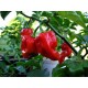 Κόκκινη Καυτερή Πιπεριά Jamaican Red Hot - 10 Σπόροι