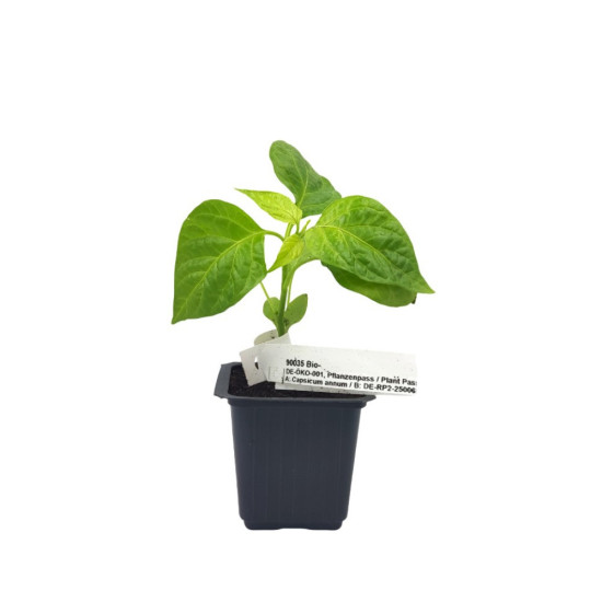 Πιπεριά "Trinidad Sorpion Yellow" - Έτοιμο Φυτό 15 εκ. Πιπεριά "Trinidad Sorpion Yellow" - Έτοιμο Φυτό 15 εκ.