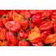 Κόκκινη Καυτερή Πιπεριά Scotch bonnet - 10 Σπόροι Κόκκινη Καυτερή Πιπεριά Scotch bonnet - 10 Σπόροι