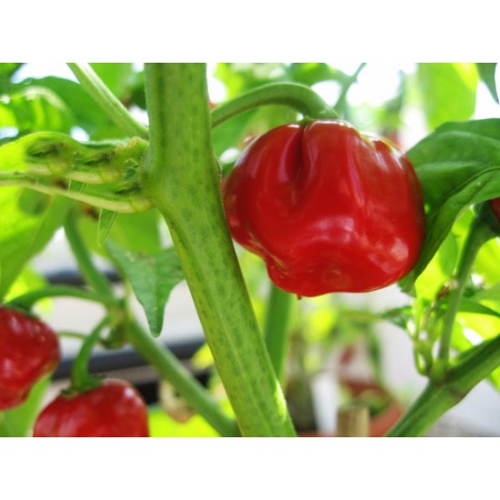 Κόκκινη Καυτερή Πιπεριά Scotch bonnet - 10 Σπόροι Κόκκινη Καυτερή Πιπεριά Scotch bonnet - 10 Σπόροι