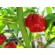 Κόκκινη Καυτερή Πιπεριά Scotch bonnet - 10 Σπόροι Κόκκινη Καυτερή Πιπεριά Scotch bonnet - 10 Σπόροι