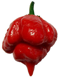 Pepper X, actuel piment le plus fort au monde