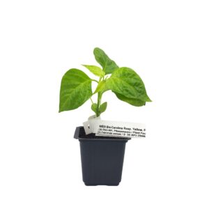Carolina Reaper - Έτοιμο φυτό 10-15εκ.
