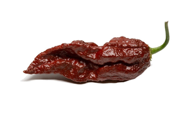 Πιπεριά 'Bhut Jolokia Choco Chill" -  Έτοιμο φυτό 15 εκ. - Image 2