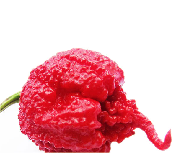Carolina Reaper Υπερ-Καυτερό Τριμμένο Πιπέρι σε σκόνη! 10γρ. - Image 4