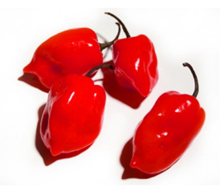 Φυτό Πιπεριάς "Habanero Red Yellow Chilly" - 15 εκ. - Image 2