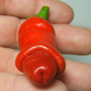 Peter Pepper Penis Πιπερία 8 σπόροι