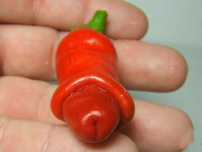 Πιπεριά "Peter Pepper" - Έτοιμο φυτό 15 εκ. - Image 2