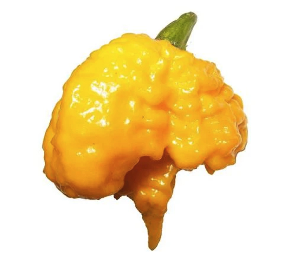 Πιπεριά "Trinidad Sorpion Yellow" - Έτοιμο Φυτό 15 εκ. - Image 2
